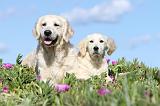 GOLDEN RETRIEVER 465